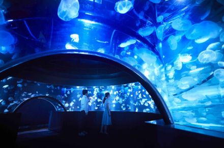 ロマンティックな夜の水族館10選！夜デートにもおすすめ＜全国・2024＞