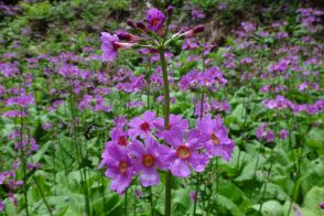 美しき稀少な初夏の花を訪ねて！　丹波篠山「多紀アルプス」登山ルポ