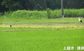 上越市で生まれた野生のコウノトリ　ヒナ4羽が迎えた「巣立ち」【新潟】