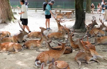 奈良公園のシカ、3年連続増加　「せんべい目当てか」　愛護会調査