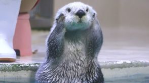 バンザイのまま運ばれる！鳥羽水族館の人気ラッコ「メイ」ちゃんのかわいい姿を激写！【激かわアニマル奇跡の瞬間】