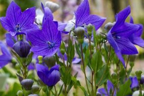 《今すぐ庭にお迎えしたい》夏ガーデンが涼やか＆オシャレに彩る「ブルーの花を咲かせる上品な多年草」7選