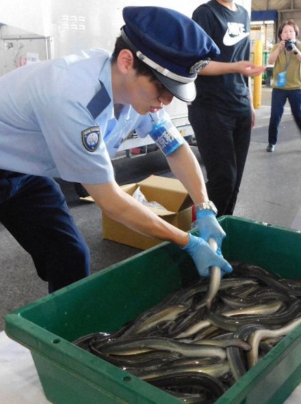 「土用の丑の日」前にウナギ輸入ピーク　成田空港で通関手続き