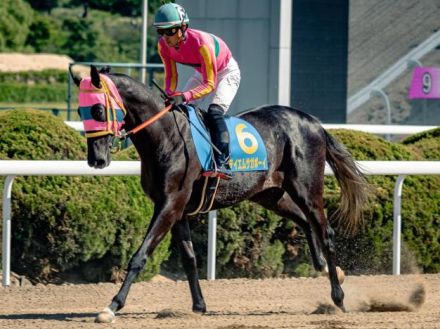 父は重賞2勝のテイエムジンソク オーナー自家生産の九州産馬がひまわり賞でJRAに挑戦