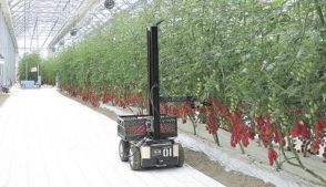 世界に挑むスタートアップ　（35）　農業用ロボット開発のトクイテン　ミニトマトで実証実験　25年の製品化めざす