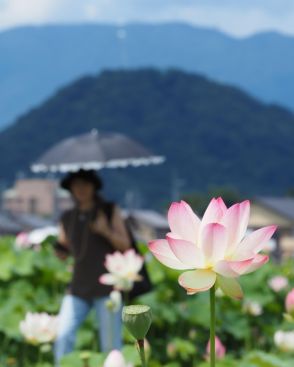 藤原宮跡でハス見ごろ　大和三山背景に涼やか　奈良県橿原市