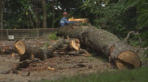 大雨により高さ約20メートルのマツの大木倒れた松江城山公園　倒木の恐れあるクロマツ1本を伐採…残り3本も速やかに伐採へ