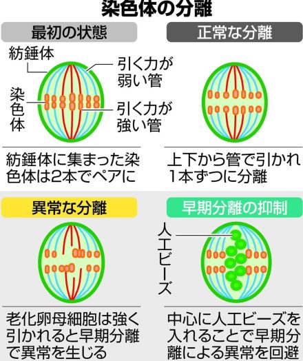 不妊治療に応用へ、理研が初成功　老化卵母細胞の早すぎる染色体分離を抑制