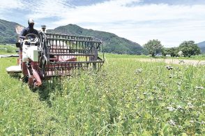 長野県東筑摩郡筑北村で夏ソバ収穫期