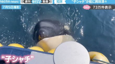 海で泳ぐ“珍しい白いシャチ”に初遭遇！船では“子どもシャチ”が遊んでる様子に「でかぁ（笑）これで子ども！？」「好奇心のかたまり！」と反響