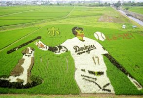 大谷翔平とデコピンの田んぼアートが出身地に　「本塁打王に」と期待