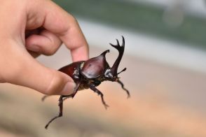 近所でカブトムシを捕まえようとしたら「泥棒！」と怒鳴られた…自然の昆虫なのに採集したら罪になるの？