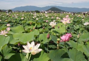 奈良・藤原宮跡でハナハス見頃　大和三山背景に淡いピンクの花咲く