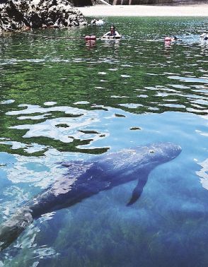 クジラと泳げる海水浴場　和歌山県太地町で体験始まる