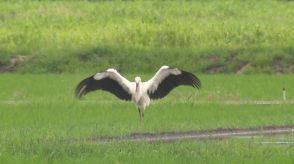 電柱の巣で生まれたコウノトリ ひなの愛称は「かれん」母親は「つむぎ」と命名「来年もこの地で子育てを」