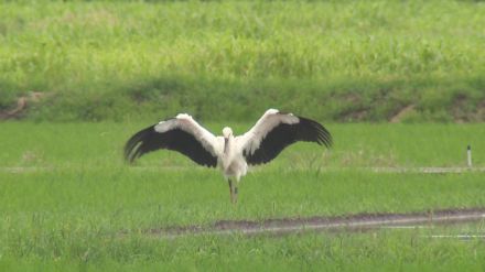 電柱の巣で生まれたコウノトリ ひなの愛称は「かれん」母親は「つむぎ」と命名「来年もこの地で子育てを」