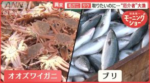 北海道の海で異変　オオズワイガニ＆ブリ急増　“厄介者”を活用…名産・ブランド化