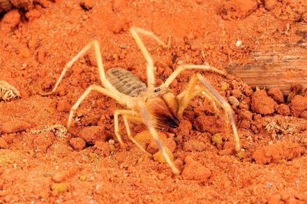 ヒヨケムシとは何者か、カニのハサミ似の巨大なアゴに電光石火の速さを誇る砂漠のハンター