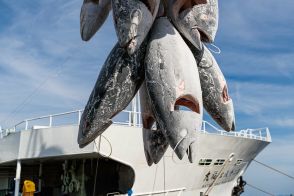 高卒1年目で“年収1000万円超”も マグロ漁船就活フェアに若者が熱視線 “夢の仕事”の内実「40代での志願者も」