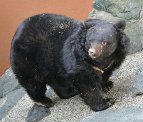 ツキノワグマの「ベニー園長」死ぬ　和歌山城公園動物園の人気者