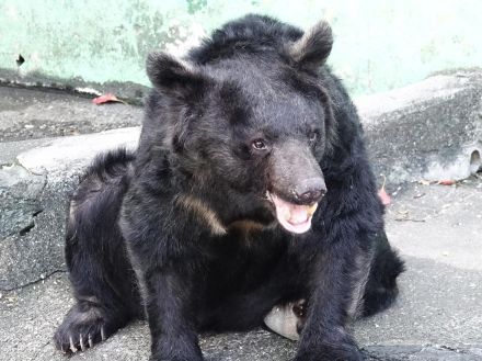 和歌山城公園動物園のツキノワグマ「ベニー」死ぬ　20日から献花台も