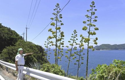 数十年に1度咲く「リュウゼツラン」　八幡浜・穴井の海岸沿いで6本開花（愛媛）