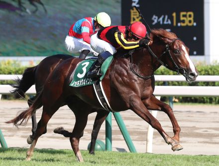 ノッキングポイントの競走馬登録抹消…母はチェッキーノ