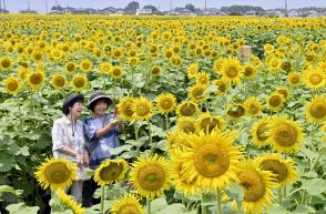 栃木・野木でヒマワリ30万本満開　20、21日はフェスティバル　ステージイベントや模擬店も