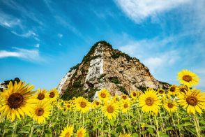 【和歌山県 2024年版】 夏の絶景・風物詩10選 白崎海岸 真白な岬と大輪のヒマワリ、群青の海