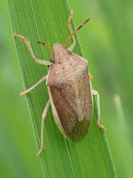 カメムシ大量飛来確認、再び注意報　岐阜県内全域で水稲被害の恐れ、暖冬が一因か