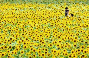 兵庫・小野で40万本のヒマワリ畑が満開　厳しい暑さに下向く花も