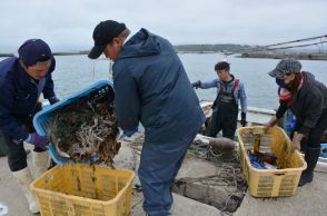 津波で消えたナマコ　石川・七尾の漁師が窮地に見つけた「唯一の希望」