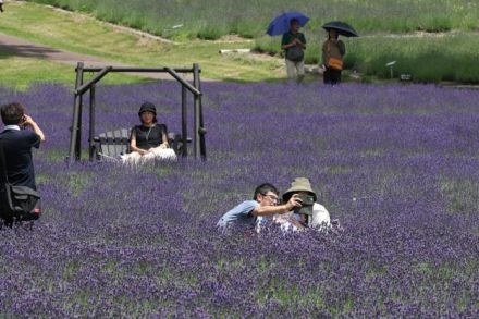 高原のさわやかな風に吹かれてラベンダーが見ごろ　群馬・沼田市