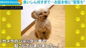 ごはん皿を枕に寝落ち…? 食いしん坊犬が「人間の赤ちゃんみたい」 愛らしい姿にほっこり