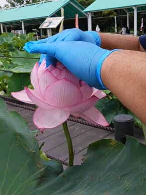 数千枚の花びらを持つハスが開花　珍しい手助け作業に感心の声　「なんと手がかかるお姫様」