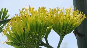 数十年に１度の開花「リュウゼツラン」咲く、５月以降急速成長　岐阜・揖斐川町