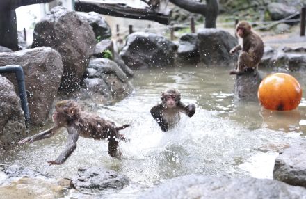 「おさるのプール」に子ザルがダイブ！　大分市高崎山の寄せ場で水遊び楽しむ