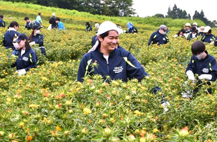 紅花の美しさ、伝えたい　荒砥高生と高等専修学校生が花摘みボランティア