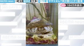 「サザエさんじゃん笑」水中にたたずむ貝から“意外な生き物”が登場する動画に「サザエじゃなかったw」「ドヤ顔してるからお気に入りっぽい」と反響