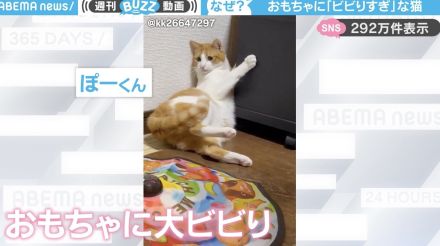 電動おもちゃに“ビビりまくる”→“なぜか仰向けになる”猫が、SNSで話題沸騰！「目が最高に可愛い笑」「何でそんなに回転しちゃうのw」