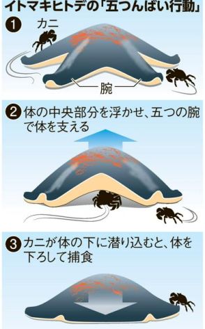 「掃除屋」でなく「捕食者」だった　動き遅いヒトデが生きたカニ捕食