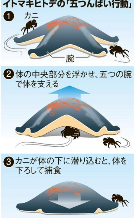 「掃除屋」でなく「捕食者」だった　動き遅いヒトデが生きたカニ捕食