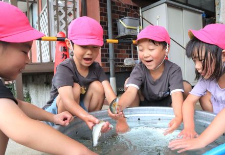 「スイカのにおいがする」特産アユと楽しく触れ合って　京都の料理旅館が地元の園児招待