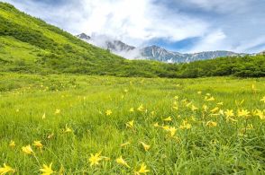 梅雨明け当日レポート!　白馬の山並みを映す水面!「高山植物の花々と景色を愛でるトレッキング」