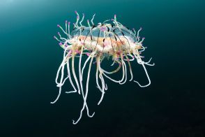 美しすぎるクラゲから500万回再生の人気の深海魚まで、奇妙で不思議な深海生物たち
