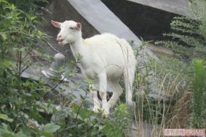 崖の斜面に住み着いた“ヤギのポニョ”、あれから4年、双子のお母さんになっていた