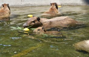 カピバラたちが池でプカプカ　福岡・海の中道海浜公園で暑気払い