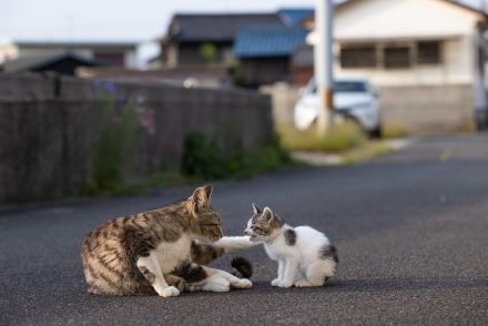 大喜びの子猫「ねえ、ママ聞いて」 母猫「まぁちょっと落ち着きなさい」【沖昌之】