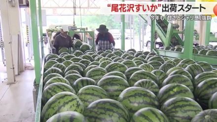 暑い夏にぴったり!甘さとシャリ感が最高の尾花沢すいか　安全と高値販売を出発式で祈願【山形発】