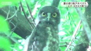 石清水八幡宮　夏の渡り鳥アオバズクのヒナ　スクスク育つ　京都府八幡市　飛来から1か月